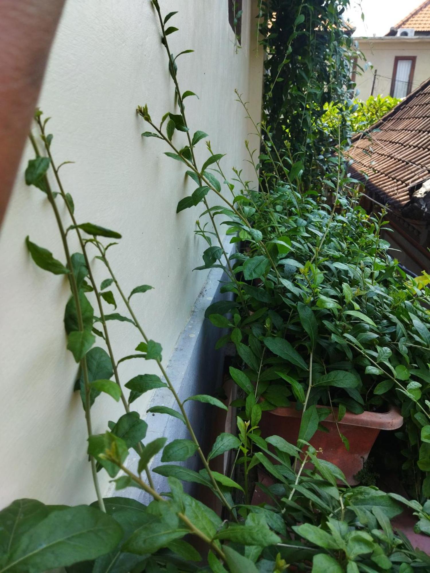 Wahwik'S House Hotel Ubud Exterior foto