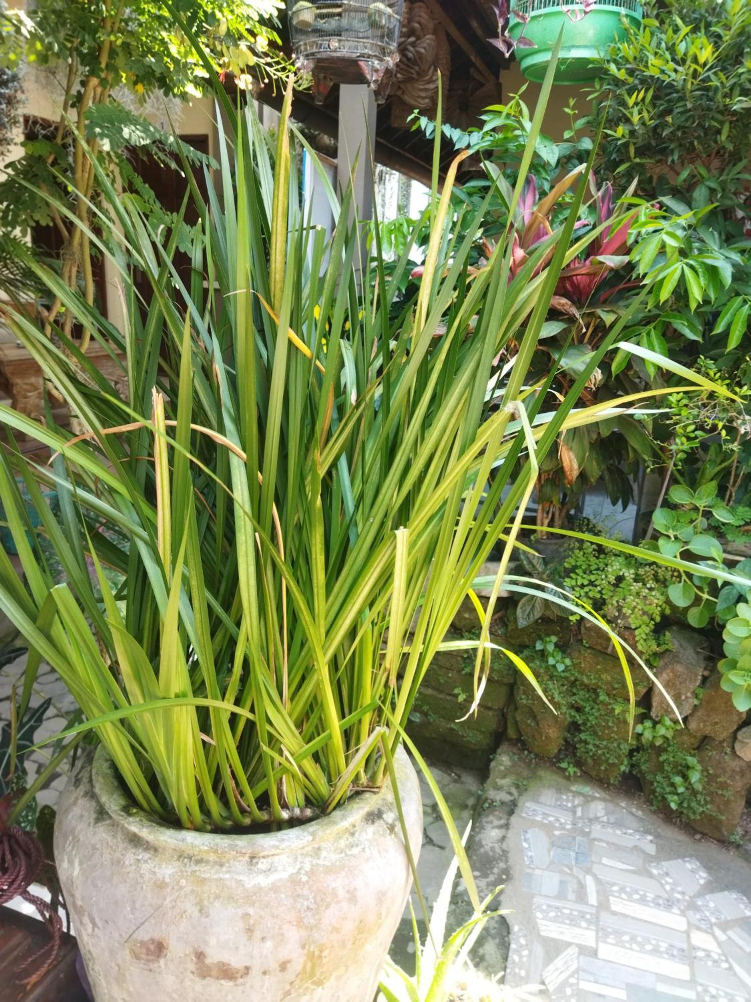 Wahwik'S House Hotel Ubud Exterior foto
